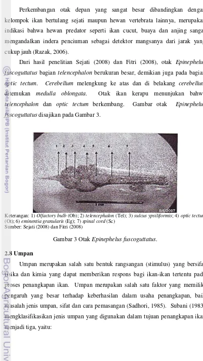 Gambar 3 Otak Epinephelus fuscoguttatus. 