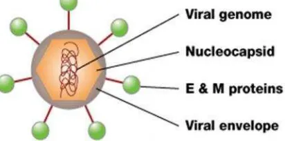 Gambar 1. Struktur Virus Dengue (Guzman, 2010).