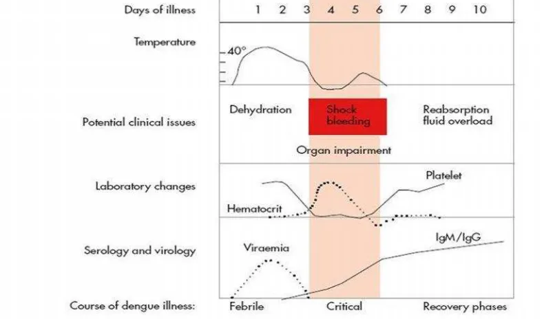 Gambar 4. Fase Perjalanan Infeksi Dengue (WHO, 2009).