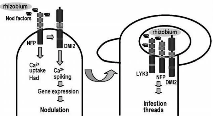 Gambar 1.  Tahapan Mekanisme Infeksi Akar Tanaman oleh Mikroba (Dakora et al., 2008).
