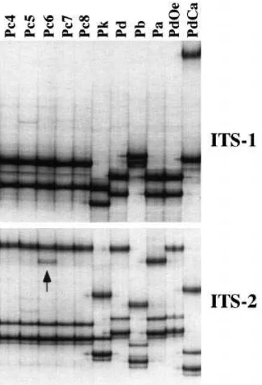 Fig. 1. Representative SSCP gel displaying sequencevariation in the ITS-1 (top) or ITS-2 (bottom) withinOsmerus eperlanus(PdCa)