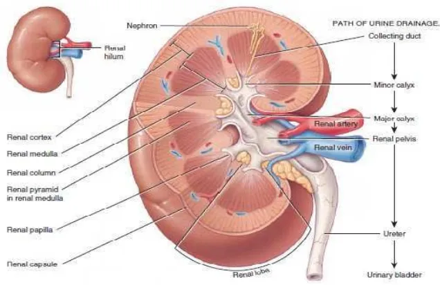 Gambar 1. Anatomi Ginjal (Sumber: Derrickson, B Tortora, 2012) 