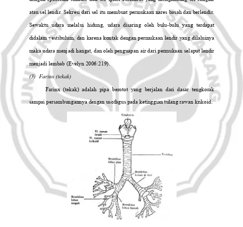 Gambar 3. Larinx, trakhea dan bronkhi, beserta cabang-cabangnya