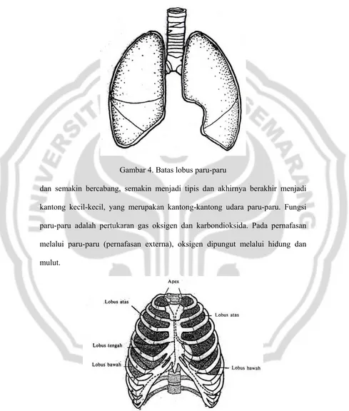 Gambar 4. Batas lobus paru-paru 