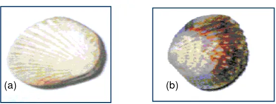 Gambar 3. Bentuk a) kerang darah (Anadara granosa) dan   b) Kerang bulu (Anadara  inflata),  Barnes, 1991