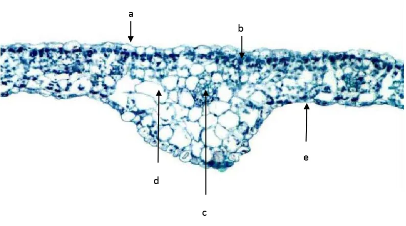 Gambar 1. Struktur Anatomi Daun (Dikotil) (Juliarni dkk.,2007).  