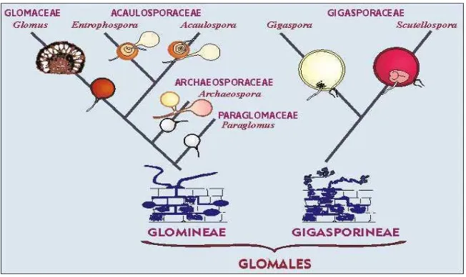 Gambar 2. Phylogeny perkembangan dan taksonomi ordo Glomales (Sumber: INVAM, 2003). 