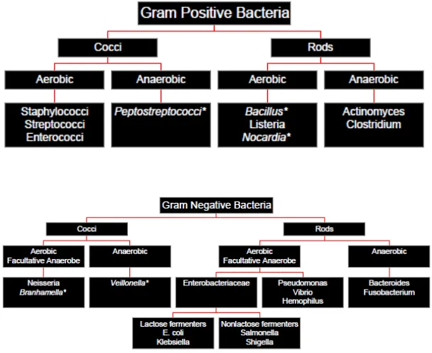 Gambar 1. Penggolongan Bakteri Berdasarkan Pewarnaan Gram  (Sumber: Lowy, 2009) 
