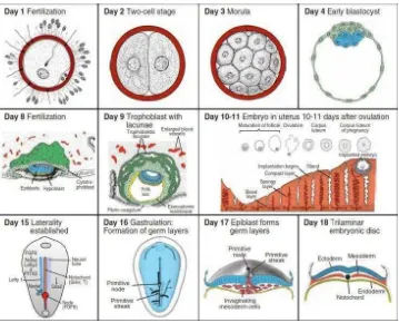 Gambar 1. Perkembangan Embrio Pada Hari Ke-1 Sampai Ke-18 (Sadler, 2012). 