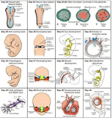 Gambar 2. Perkembangan Embrio Pada Hari Ke-28 Sampai Ke-46 (Sadler, 2012). 