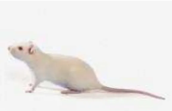 Gambar 3. Tikus Putih (Rattus norvegicus) Galur Sprague-Dawley (Janvier Labs, 2013). 