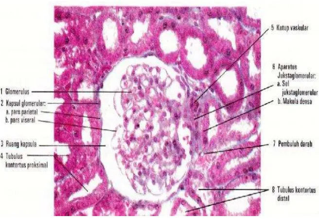Gambar 4. Korpuskel ginjal dan tubulus ginjal (Eroschenko, 2010) 