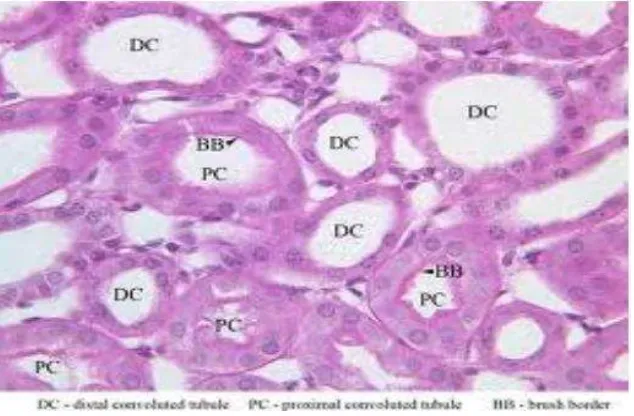 Gambar 5.  Histologi ginjal normal manusia, Ket: DC: Distal Convoluted Tubule; PC: Proximal Convoluted Tubule; BB: Brush Border (Slomianka, 2009)