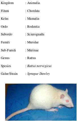 Gambar 7. Tikus Putih (Rattus norvegicus) Galur Sprague Dawley (Akbar, 2010). 