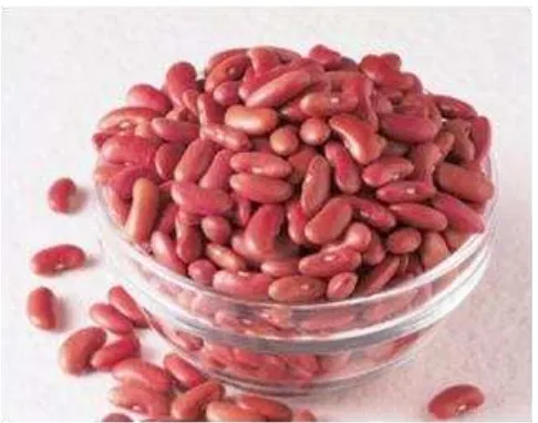 Gambar 1. Kacang Merah (Phaseolus vulgaris L.) 