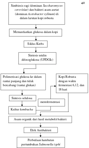Gambar 6. Kerangka Teori Penelitian (Sreeramulu et al., 2000; Aryadnyani2012).