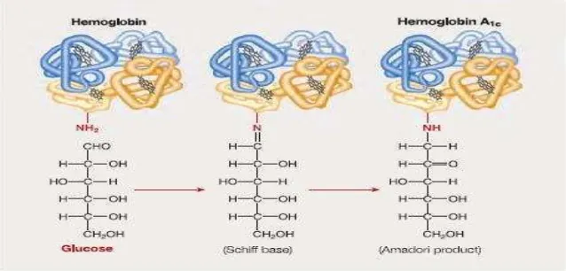 Gambar 8. Pembentukan HbA1C (Italy, 2009) 