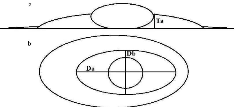Gambar 6. Cara mengukur tinggi (a) dan diameter (b) albumen kental