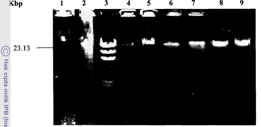 Gambar 1. Hasil Ekstraksi dan Isolasi DNA Genom Total dari Biji Kapas, 1 - 2: Meto~da - 