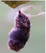 Gambar 4.  Pupa L. marginata.