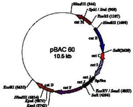 Gambar 1. Peta plasmid pBAC60.