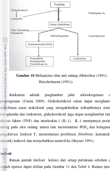 Gambar 10 Mekanisme obat anti radang (Mutschler (1991); 