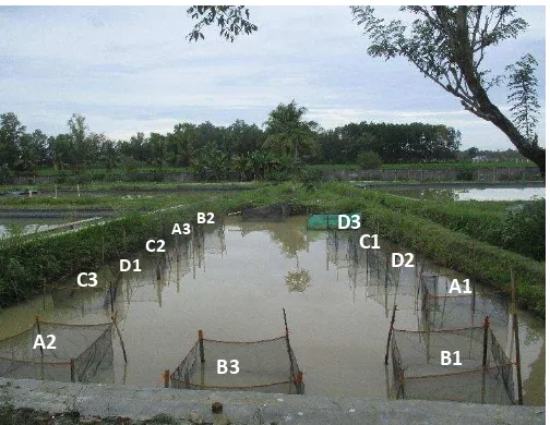 Gambar 2. Tata Letak Kolam Pemeliharaan Induk 