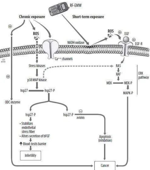 Gambar 3.  RF-EMR Mempengaruhi Infertilitas Pada Pria (Desai et al., 2009). 