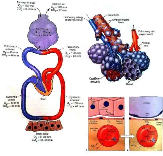 Gambar 2.2. Pergerakan oksigen dan karbon dioksida di jaringan alveoli dan 