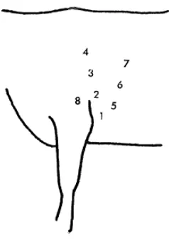Gambar 2.8. Daerah Auskultasi Paru-paru pada Sapi (Allen,1962) 