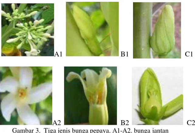 Gambar 3. Tiga jenis bunga pepaya. A1-A2. bunga jantan