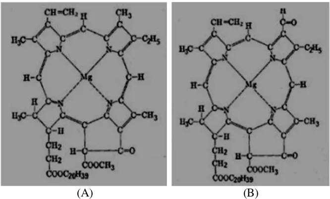 Gambar 5. A). Struktur Klorofil a. B). Klorofil b (Kirk and Donald, 1993).