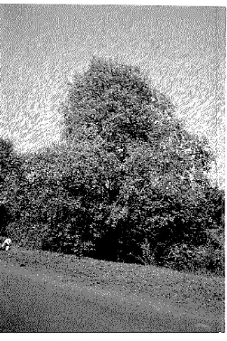 Gambar 2. Mangrove, Soi7neratia alba 