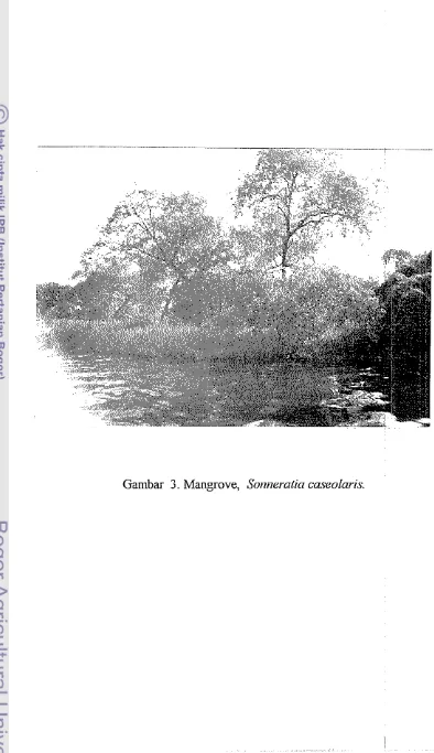 Gambar 3. Mangrove, Sotn~eratia caseolmis. 
