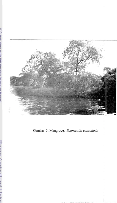 Gambar 3. Mangrove, Sotn~eratia caseolmis. 