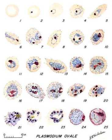 Gambar 3. Morfologi Plasmodium malariae. 