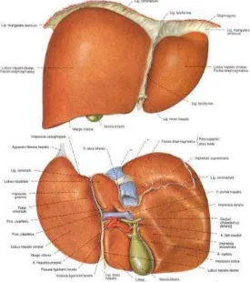 Gambar 2. Permukaan anterior dan posterior hepar  (Putz & Pabst, 2003) 