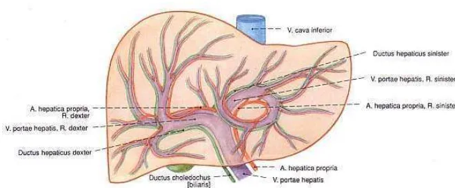 Gambar 3. Pandangan anterior arteri dan vena pada hepar  (Putz & Pabst, 2003) 