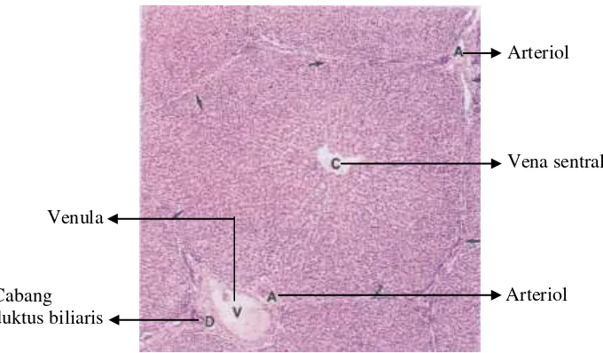 Gambar 4.  Lobulus hepar (Mescher, 2012) 