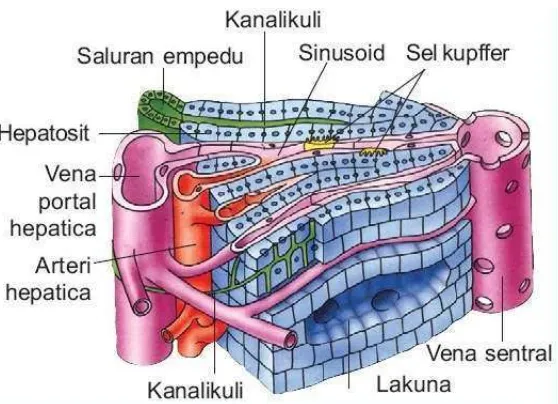 Gambar 6. Struktur hepar (Toole & Toole, 1999) 