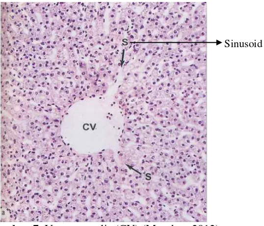 Gambar 7.  Vena sentralis (CV) (Mescher, 2012) 