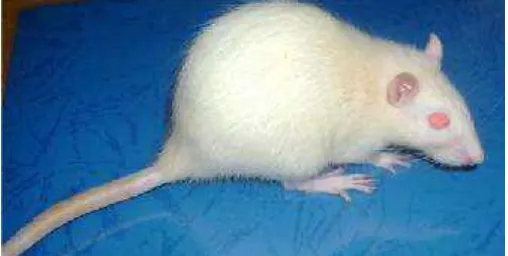 Gambar 11.  Tikus putih (Rattus norvegicus) galur Sprague dawley (Akbar, 2010) 