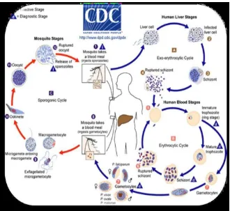 Gambar 1. Siklus hidup Plasmodium sp. (Sumber: CDC, 2010) 