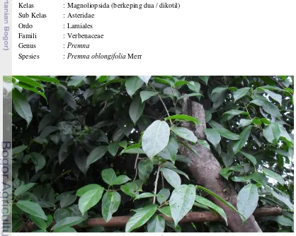 Gambar 1. Foto tanaman cincau hijau Premna oblongifolia Merr (diambil tanggal : 29 Oktober 2009)  