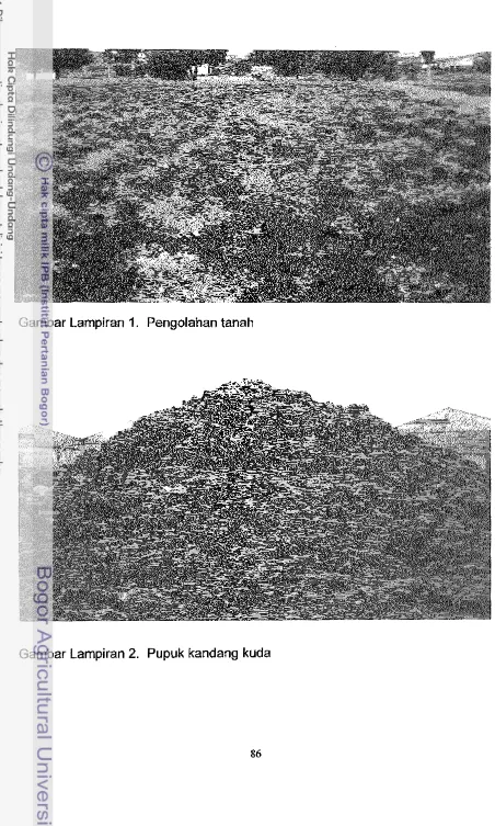 Gambar Lampiran 1. Pengolahan tanah 