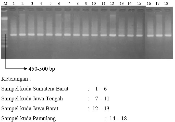 Gambar 3  Hasil amplifikasi fragmen 12SrRNA dengan teknik PCR 