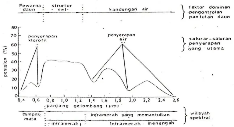 Gambar 1.1. Karakteristik respon spektral vegetasi hijau (Hoffer, 1978 dalam   