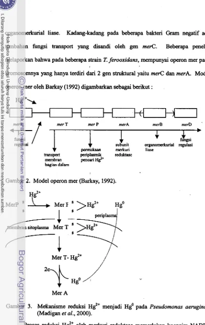 Gambar 2. Model operon mer (Barkay, 1992). 