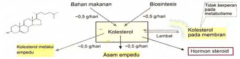 Gambar 3  Metabolisme kolesterol (Koolman & Röhm  2001). 