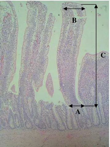 Gambar 5 Gambaran villi usus secara garis besar menunjukkan bagian yang terlibat dalam pengukuran dalam penetapan secara morphometrik dari mukosa usus; lebar basal villi (A), lebar apikal (B), tinggi villi (C)
